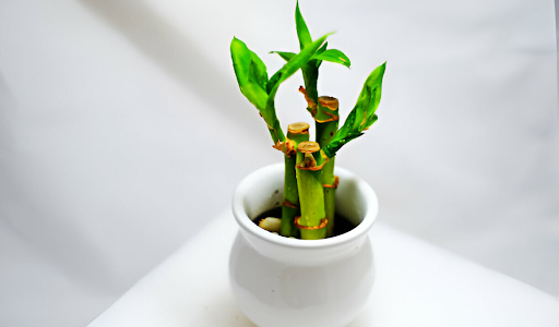 Bamboo Plant